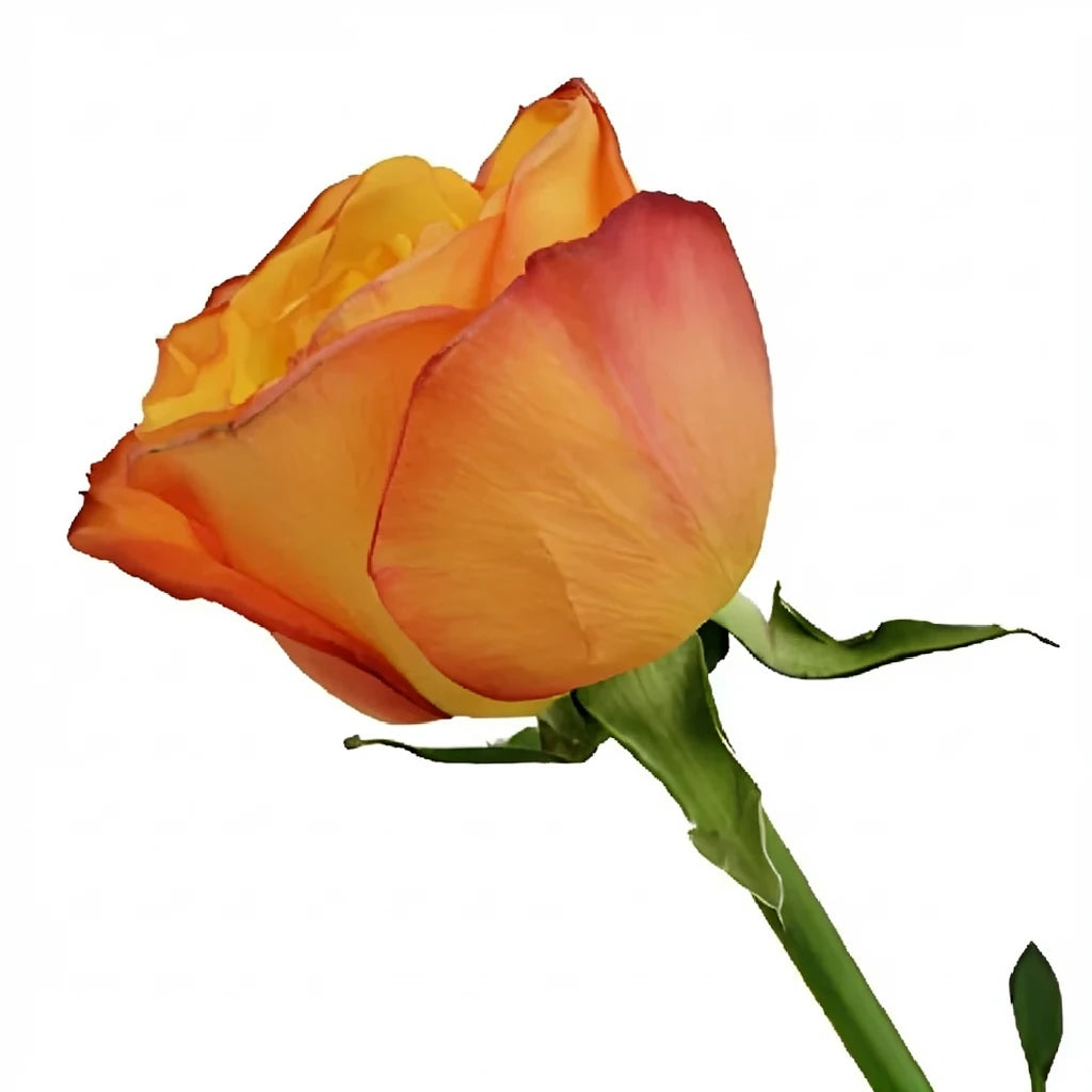 Confidential Roses Standard - alternative 2