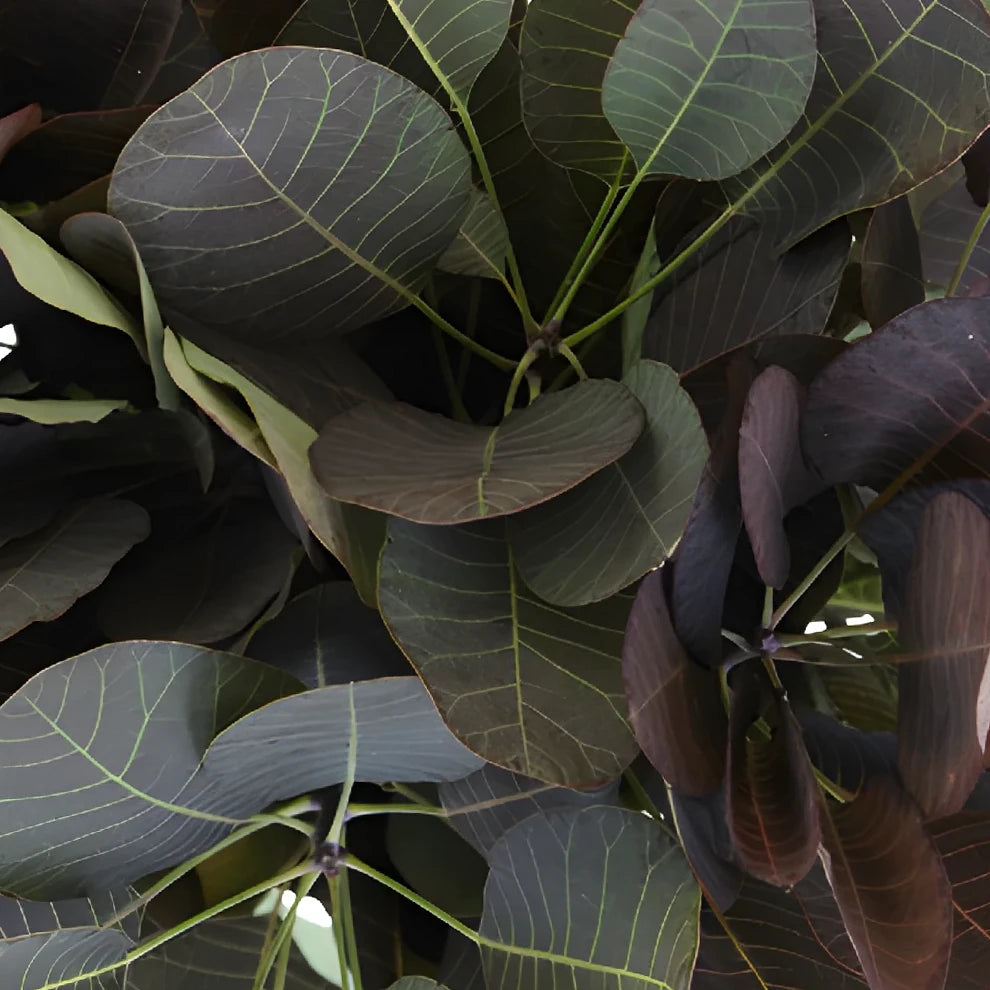 Cotinus Greenery - alternative 1
