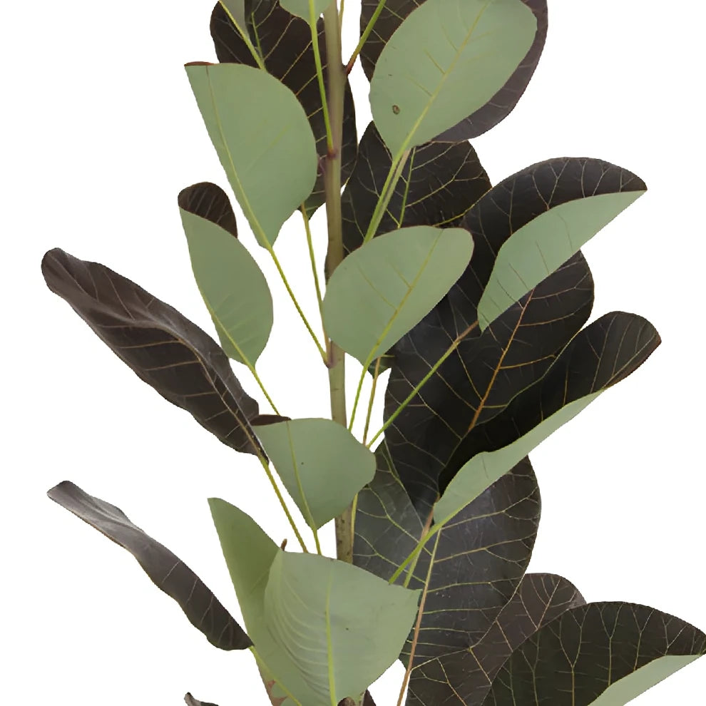Cotinus Greenery - alternative 2