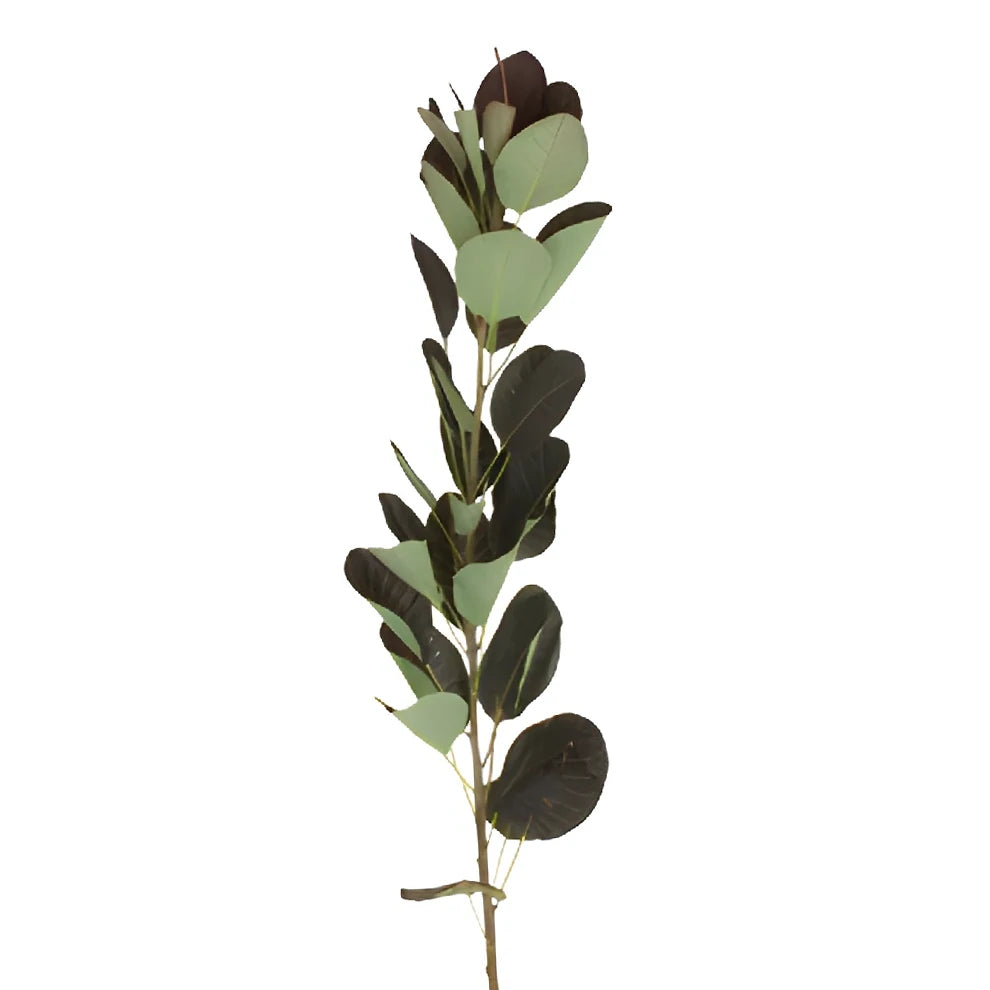 Cotinus Greenery - alternative 3