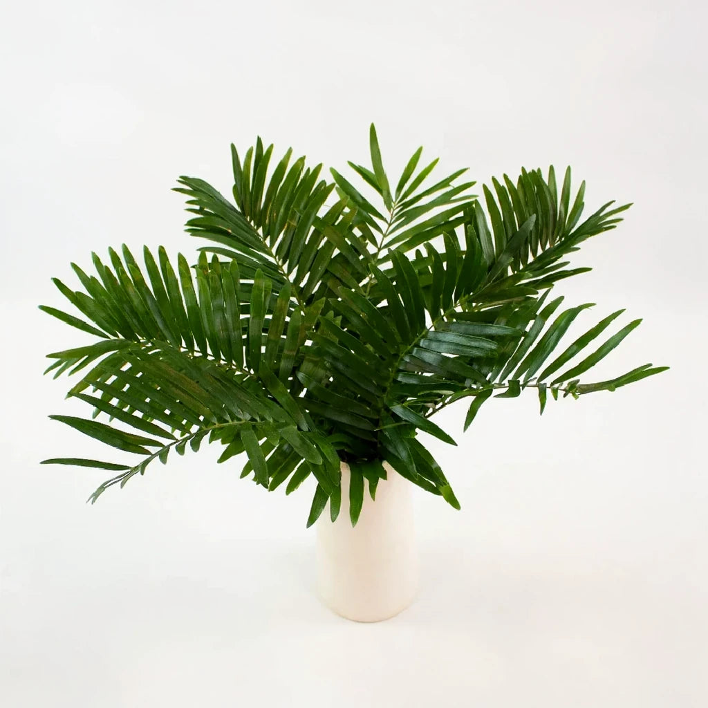 Coontie Greenery - main