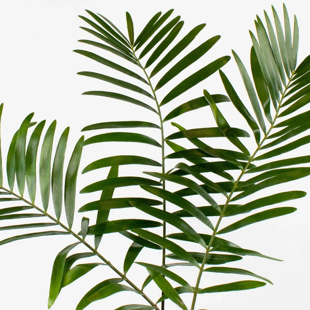 Coontie Greenery - alternative 2
