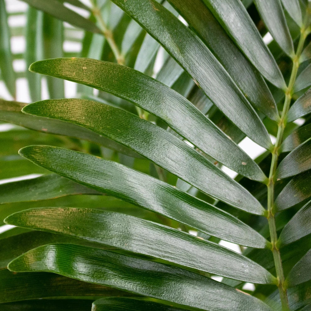 Coontie Greenery - alternative 1