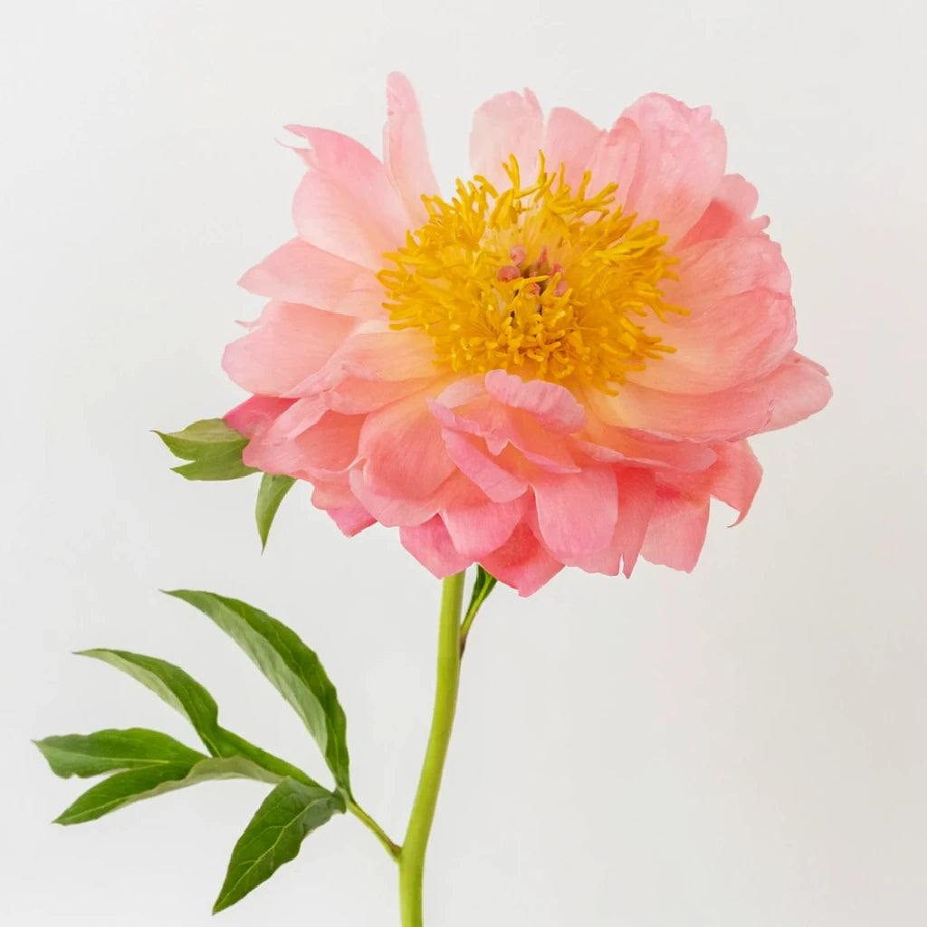 Coral Charm Peonies - alternative 2