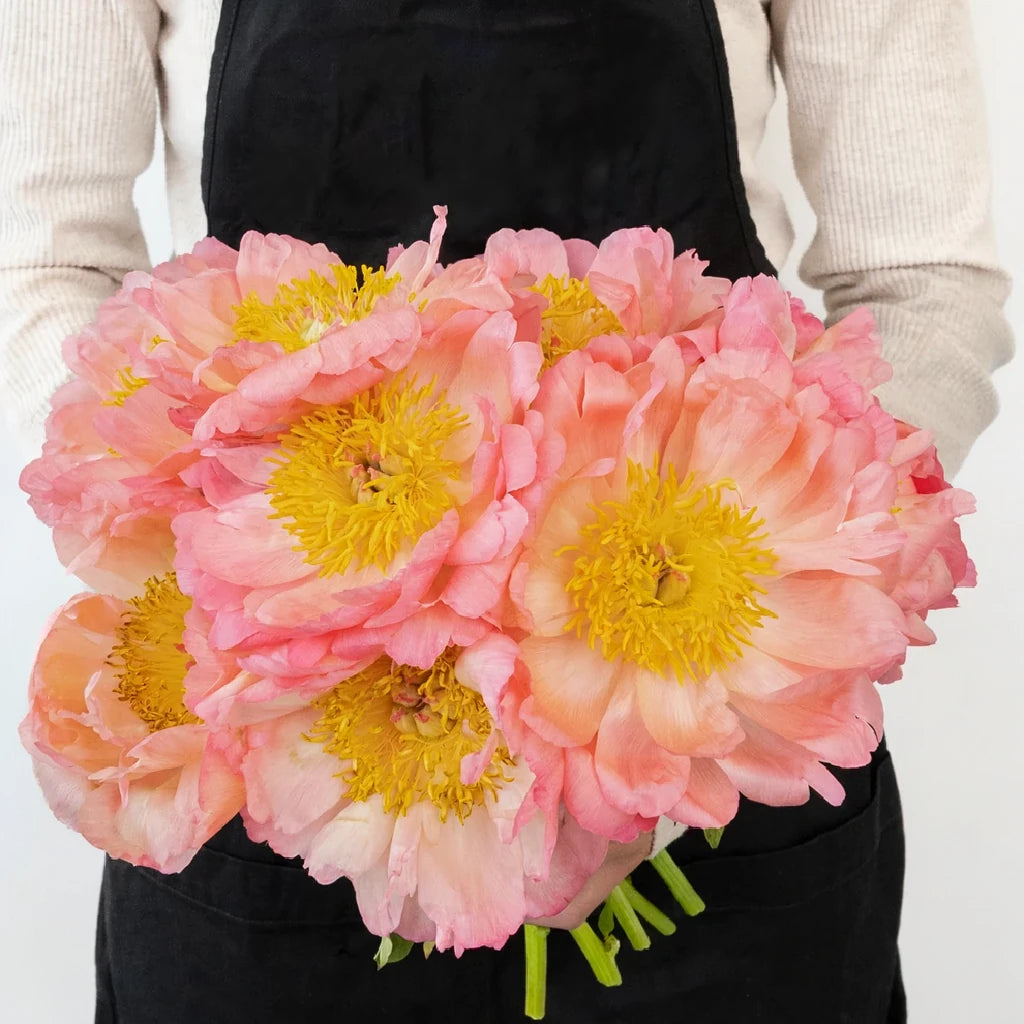 Coral Charm Peonies - main