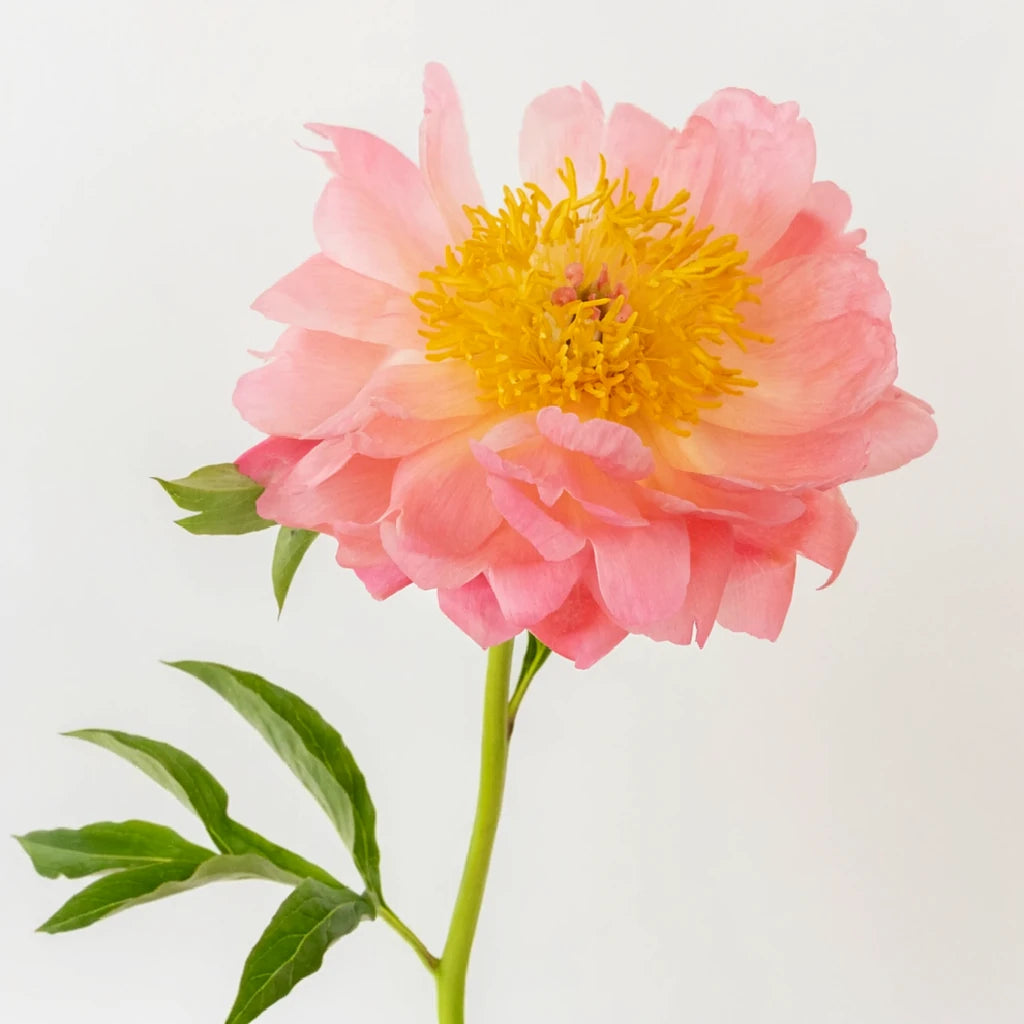 Coral Tulips Fringed - alternative 1