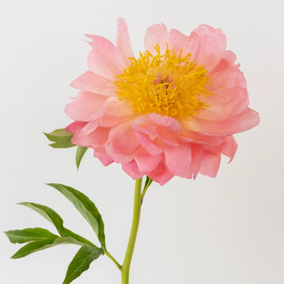 Coral Peonies - alternative 1