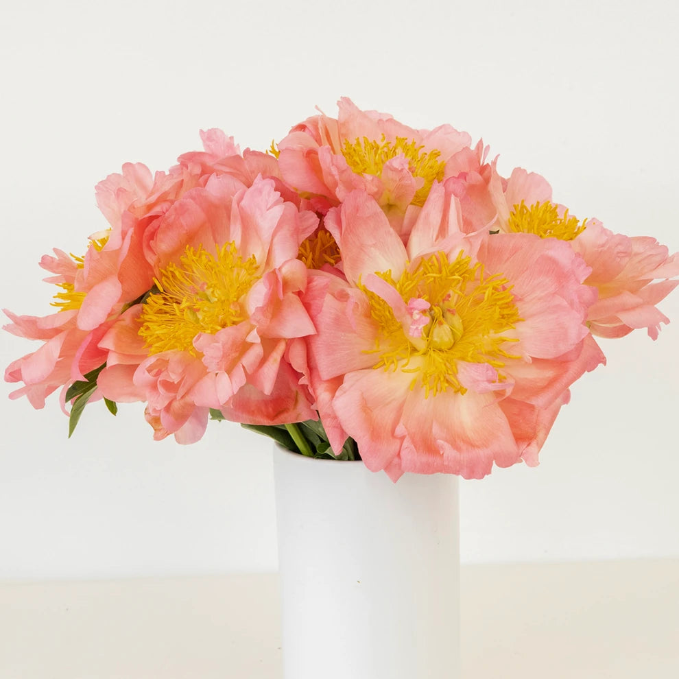 Coral Peonies - main