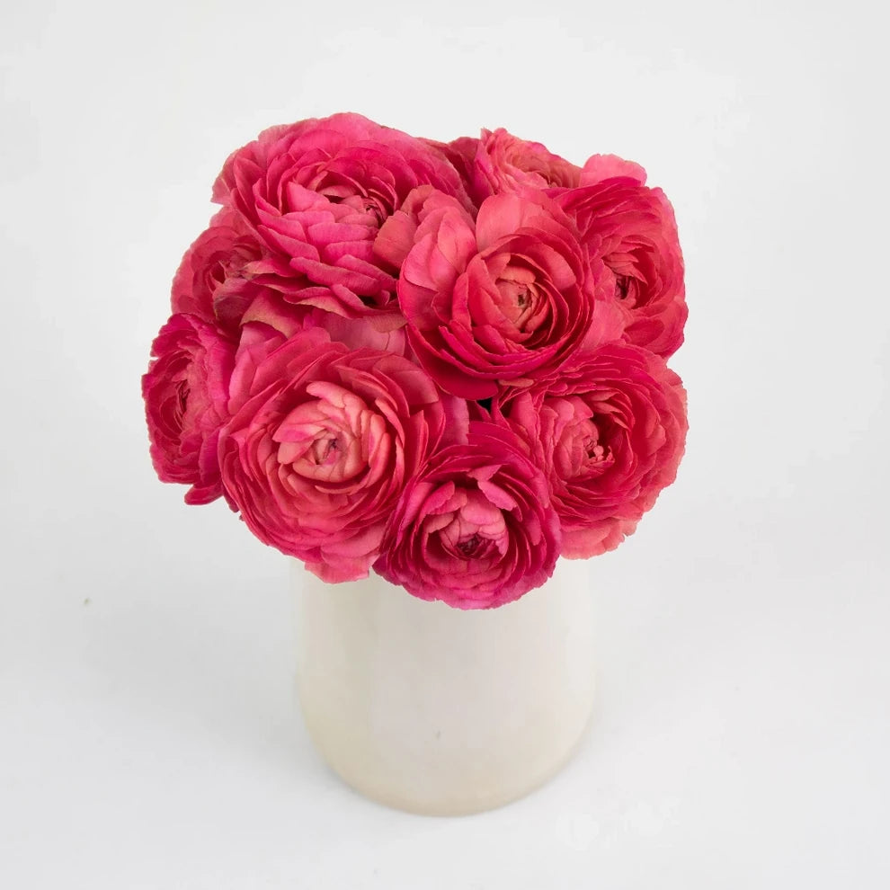 Fragolino Ranunculus Cloony - main