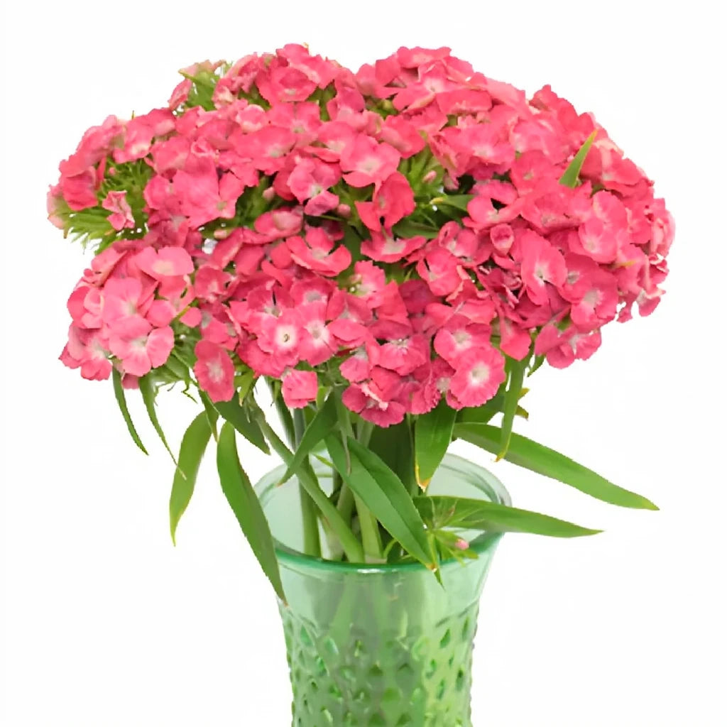 Sweet W. Coral Dianthus - main