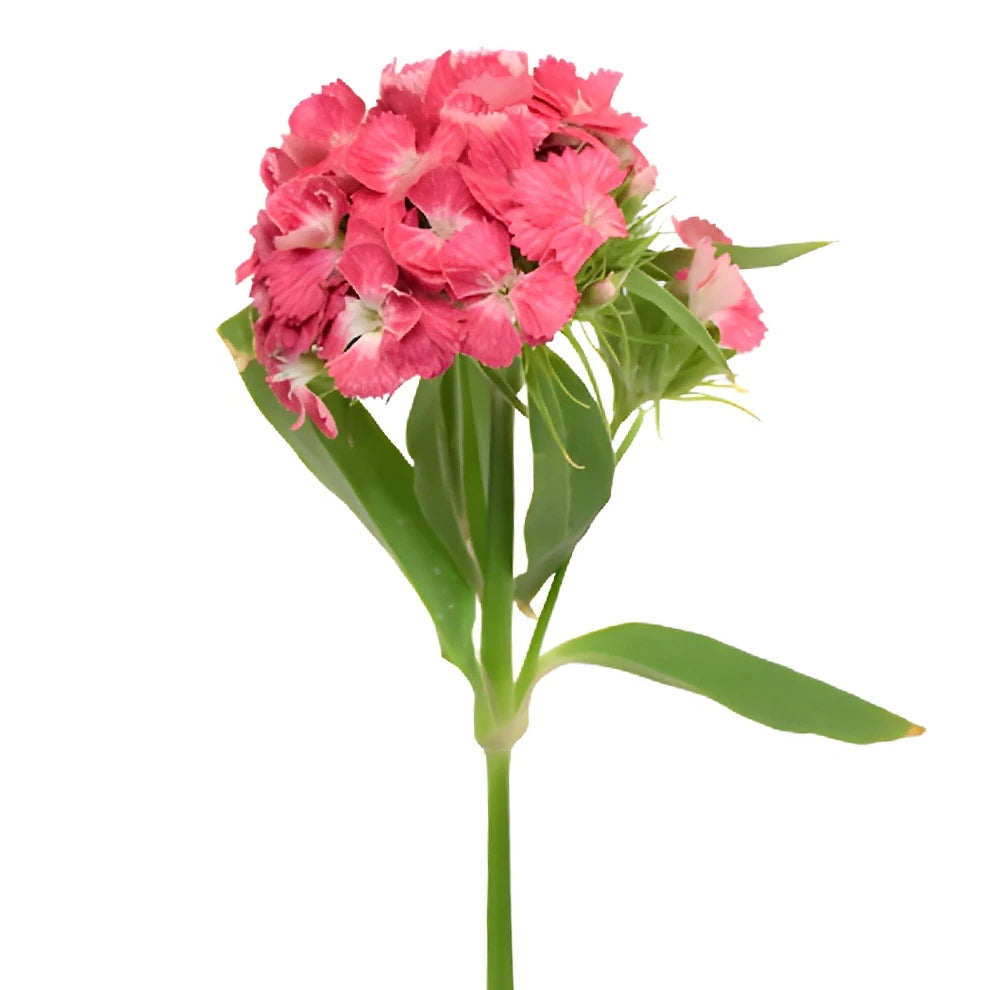 Sweet W. Coral Dianthus - alternative 1