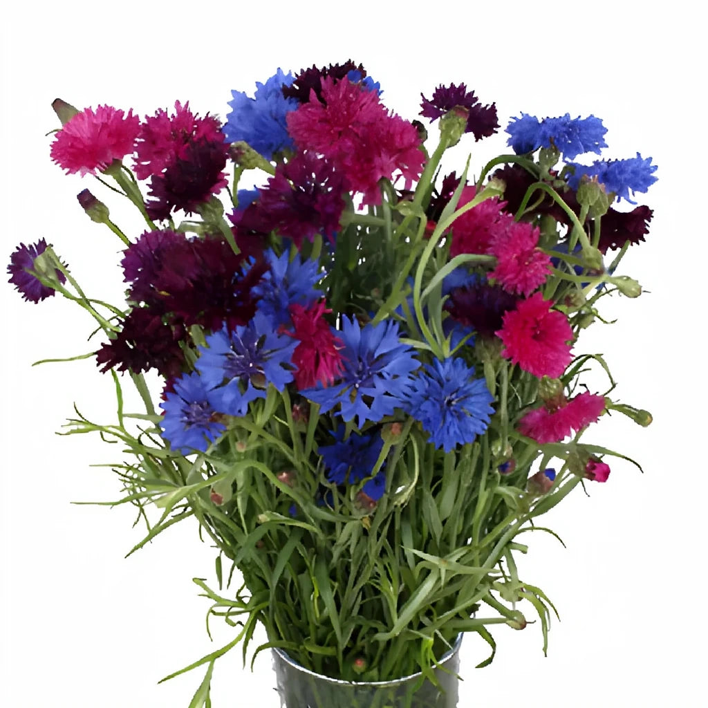 Assorted Cornflower - main