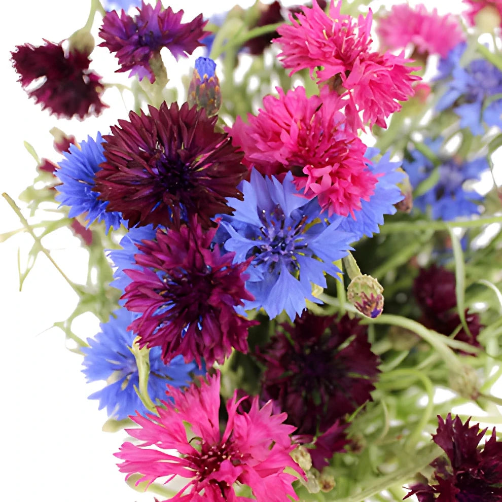 Assorted Cornflower - alternative 1