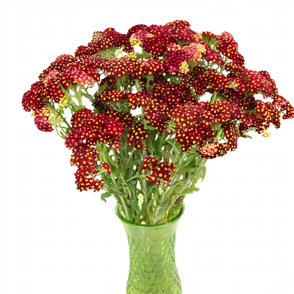 Red Yarrow - alternative 1