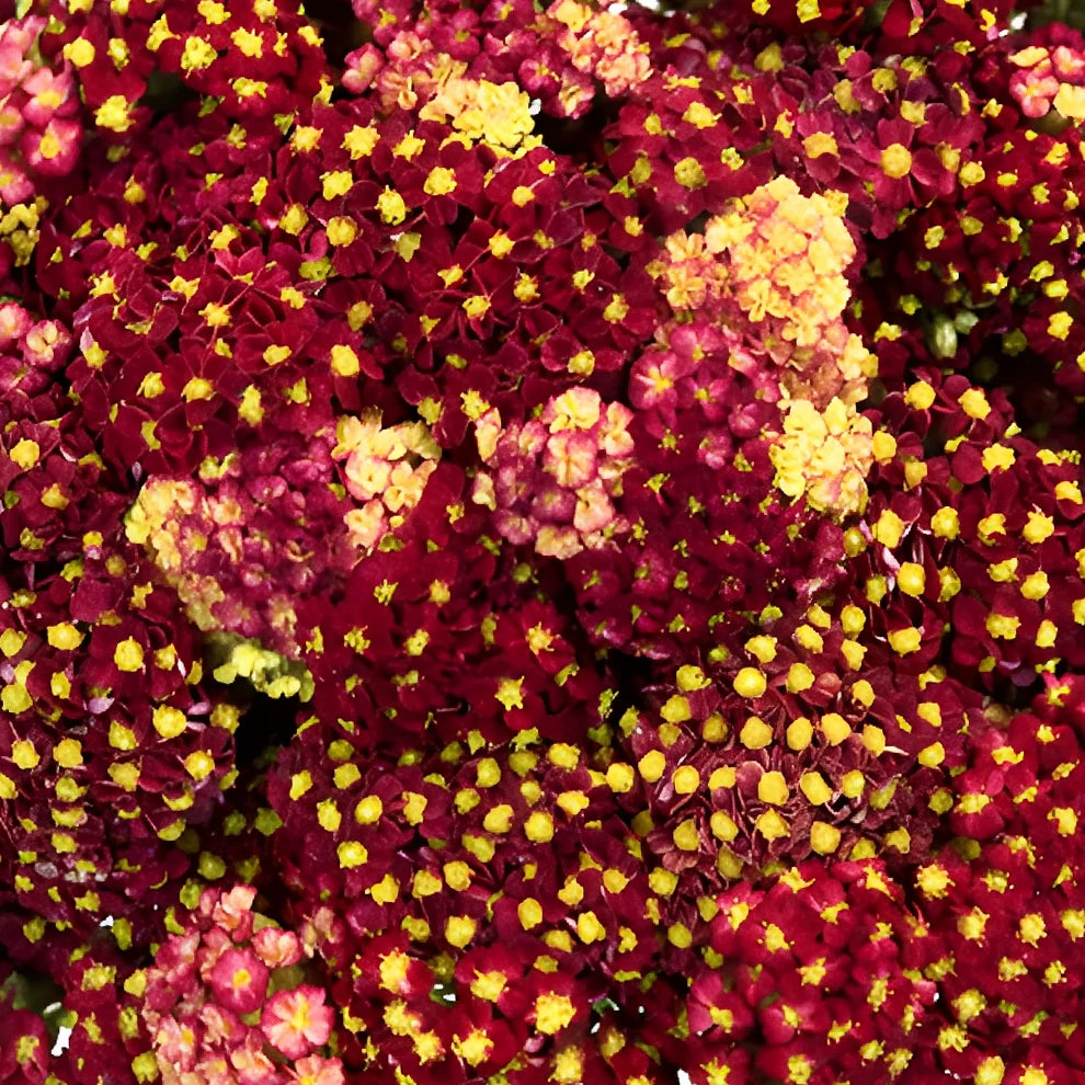Red Yarrow - main
