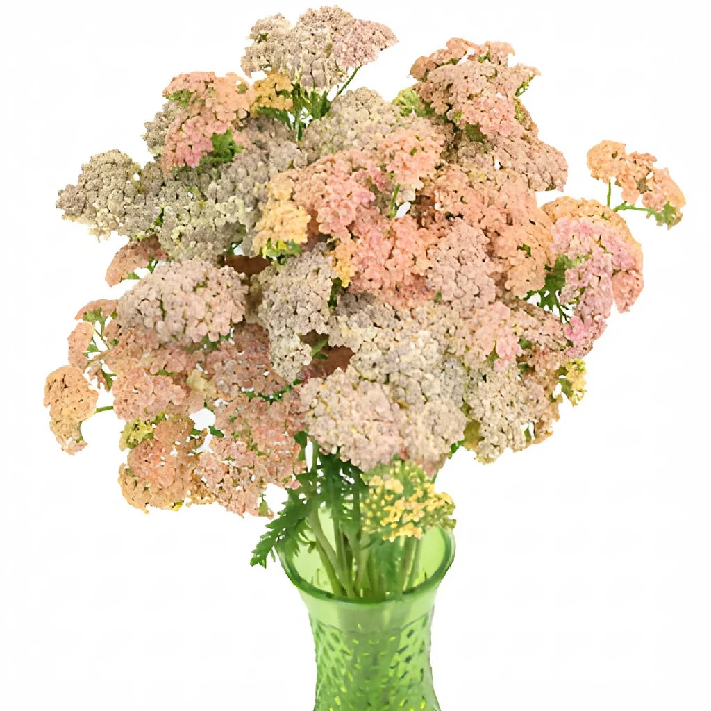 Cottage Yarrow - Peach - alternative 2