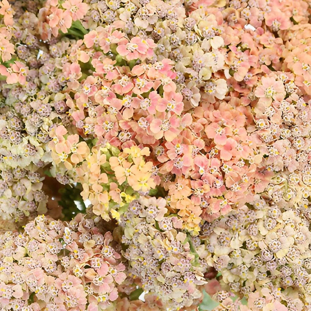 Peach Yarrow - main