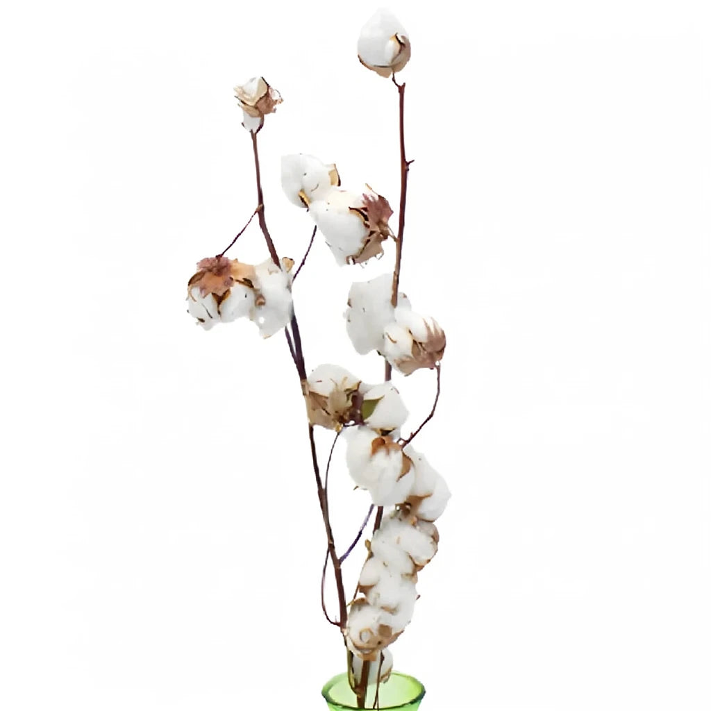 Cotton Branches - alternative 2