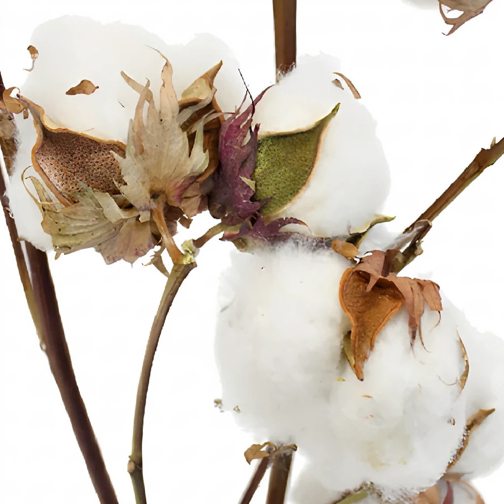 Cotton Branches - alternative 1