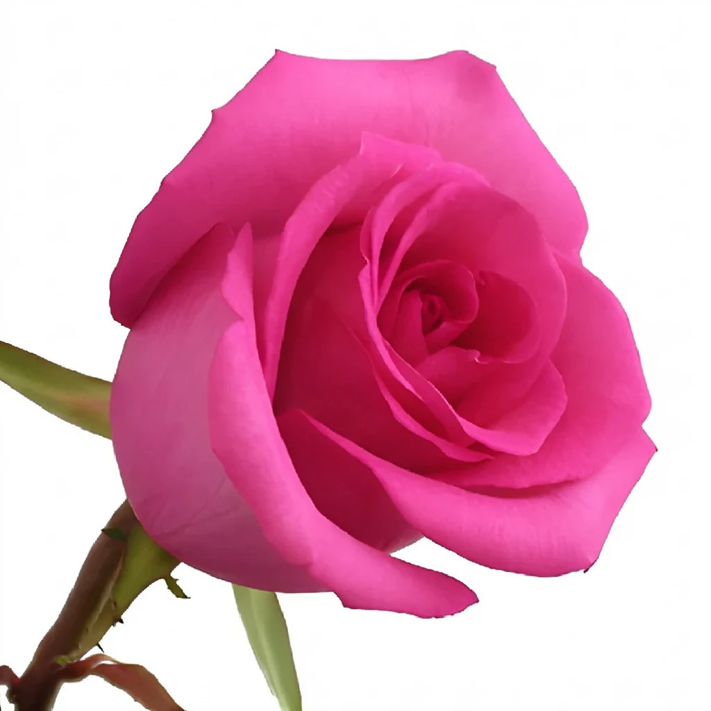 Cotton Candy Roses Standard - alternative 1