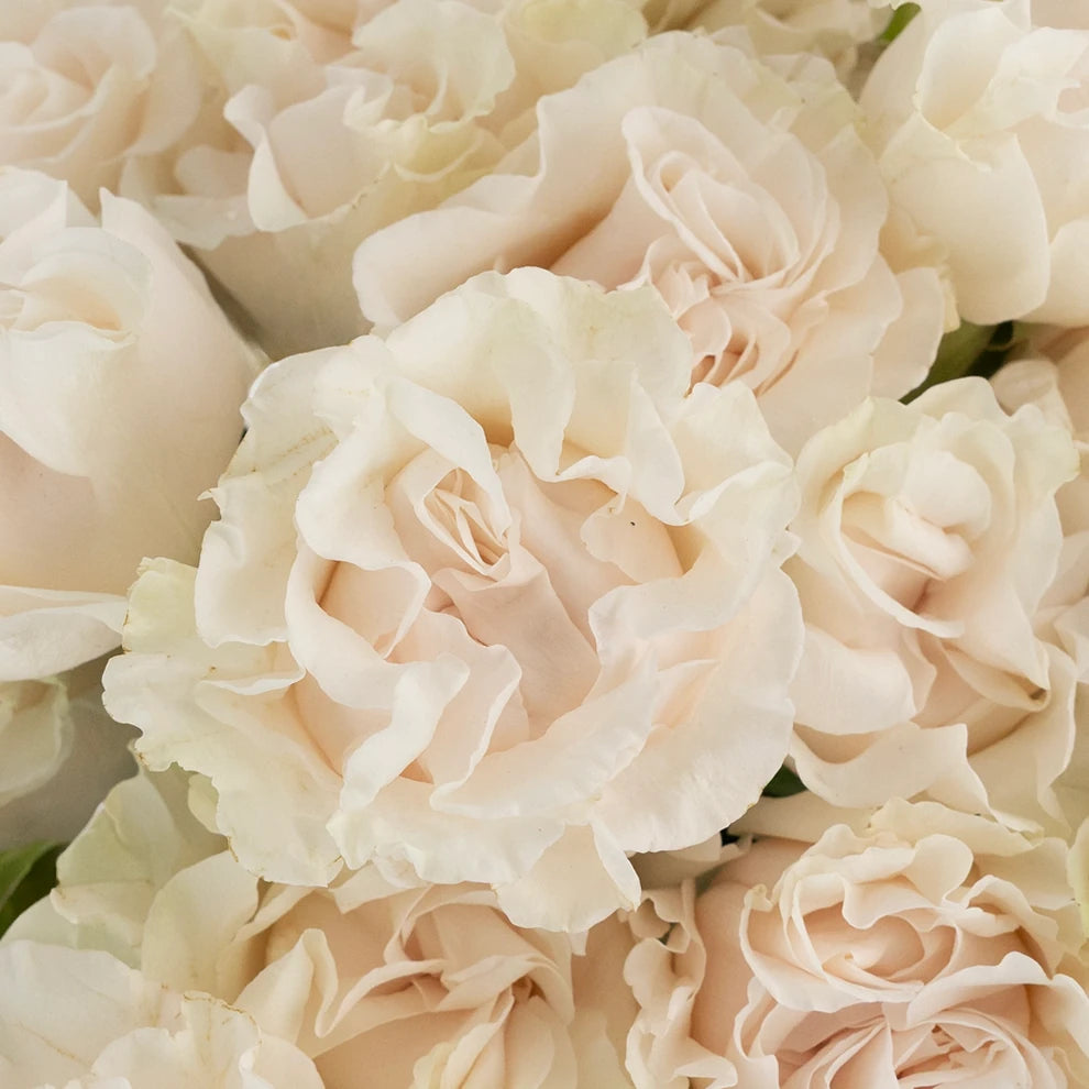 Cream Cotton Standard Xpression Roses - alternative 1