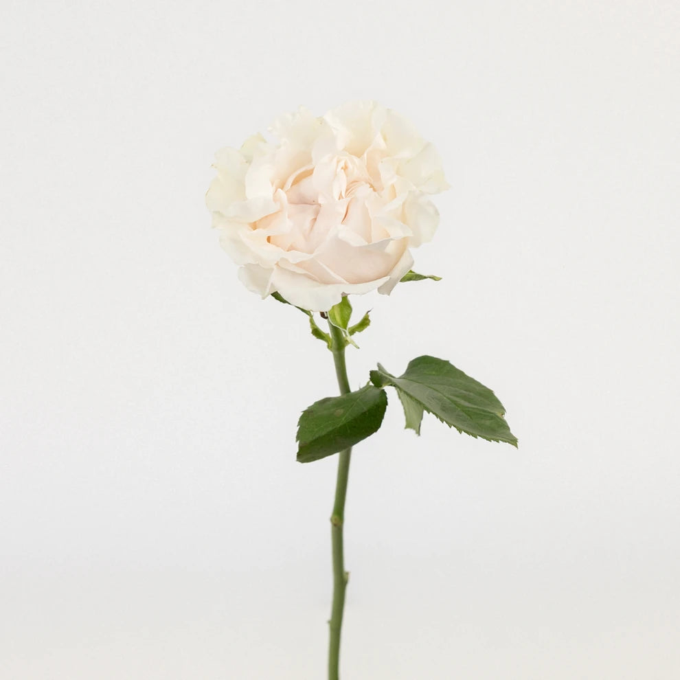 Cream Cotton Standard Xpression Roses - main