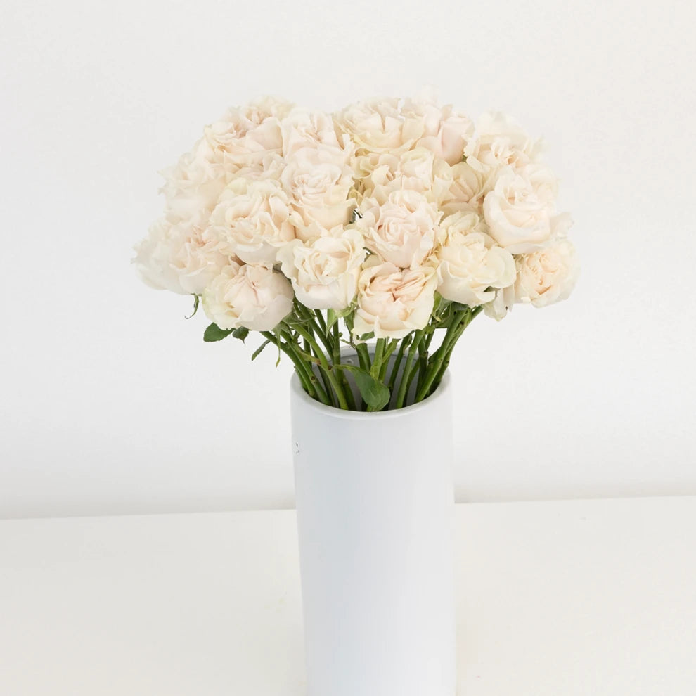 Cream Cotton Standard Xpression Roses - alternative 2