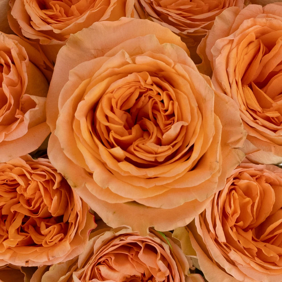 Country Home Roses Garden - alternative 1