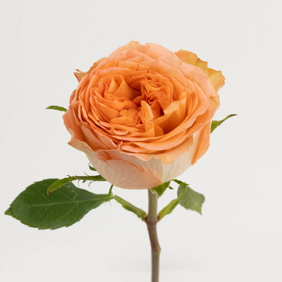 Country Home Roses Garden - alternative 2