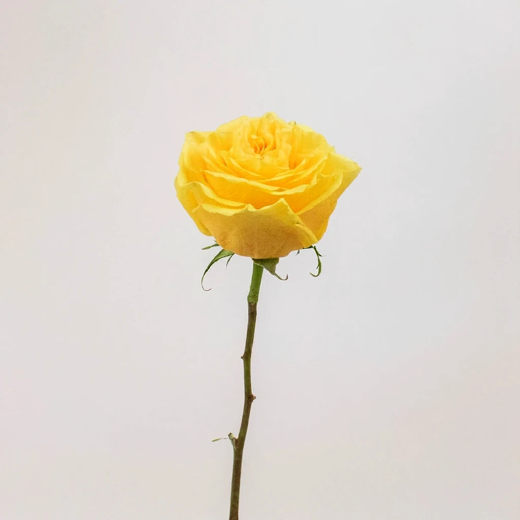 Country Sun Roses Garden - alternative 1