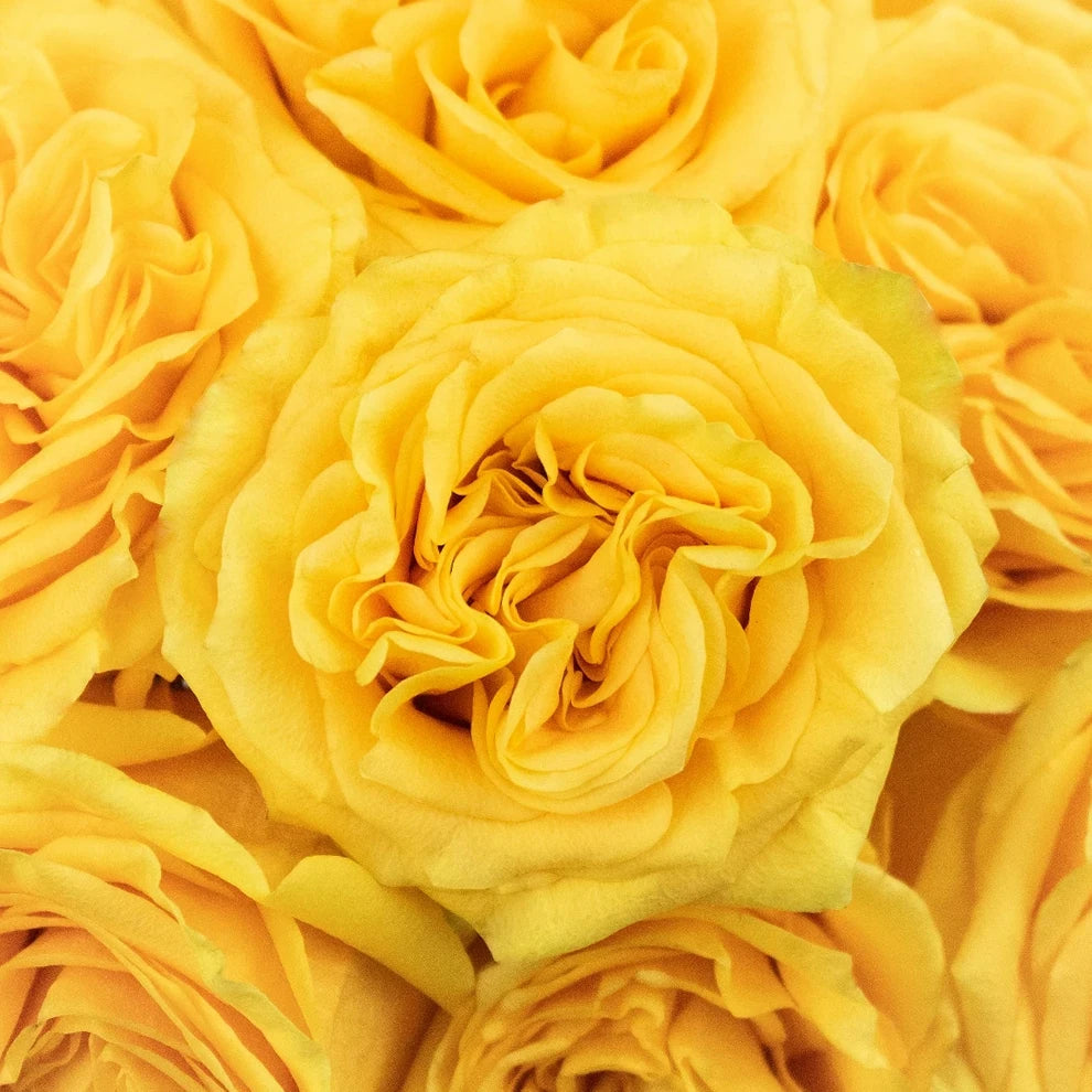 Country Sun Roses Standard - main