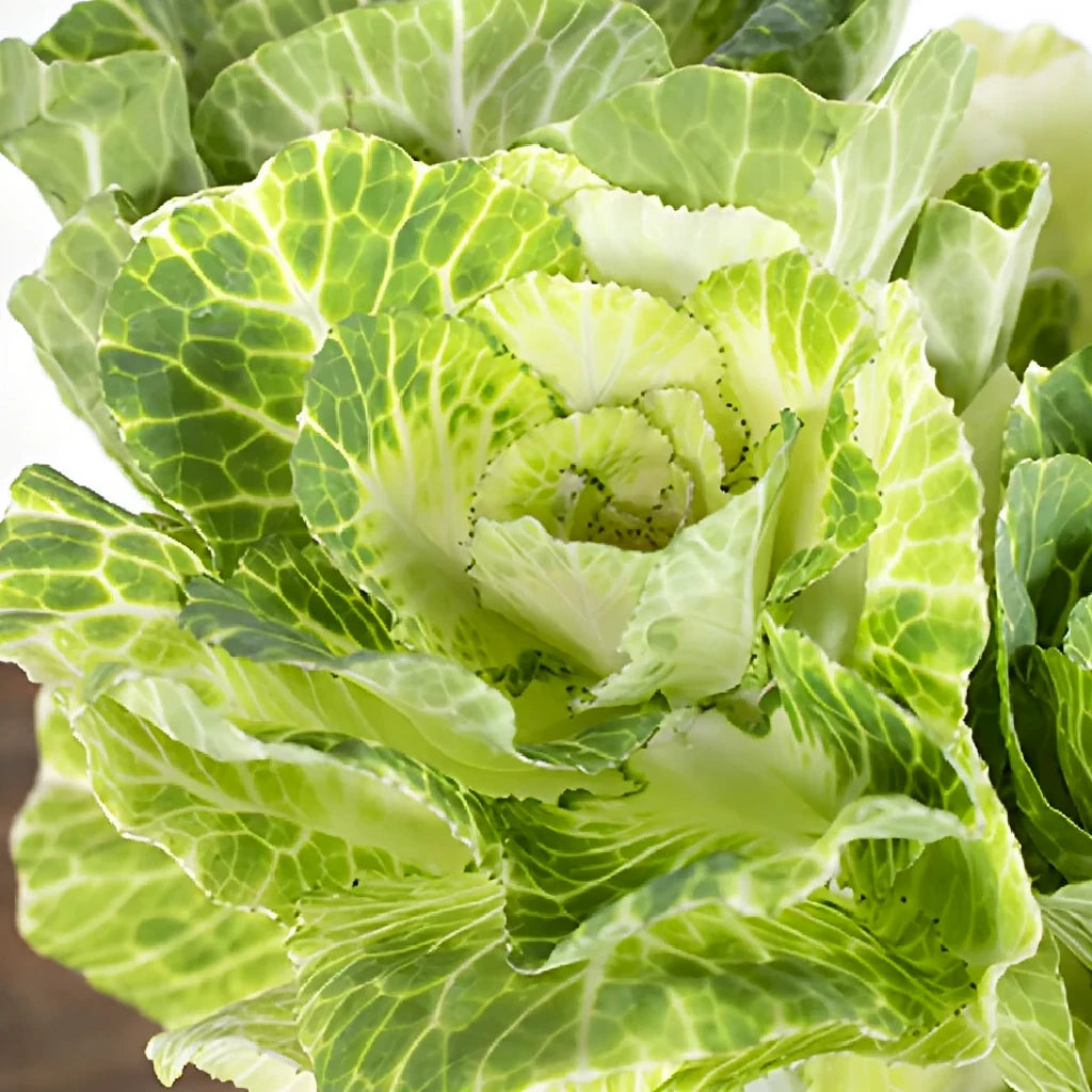 White Kale - alternative 2