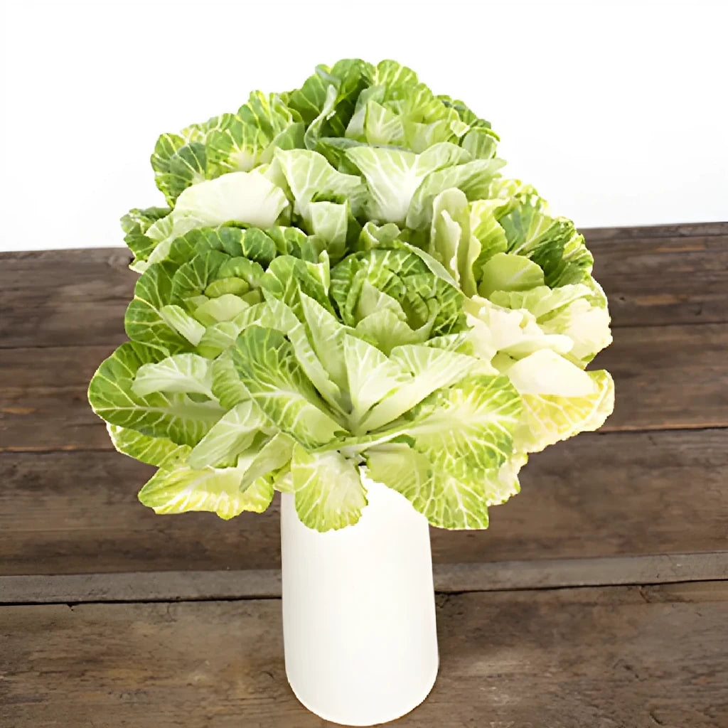 White Kale - alternative 1