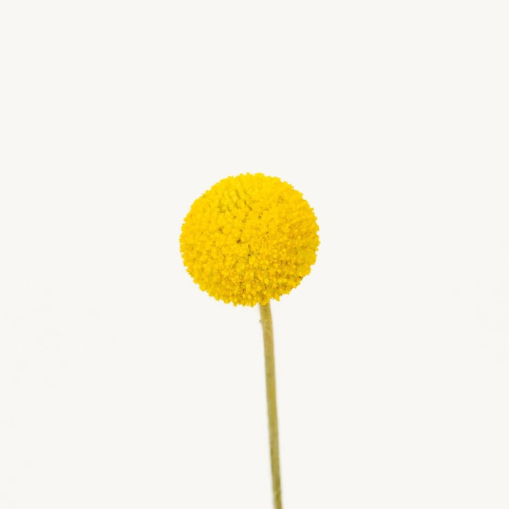 Yellow Craspedia Billy Balls - alternative 2
