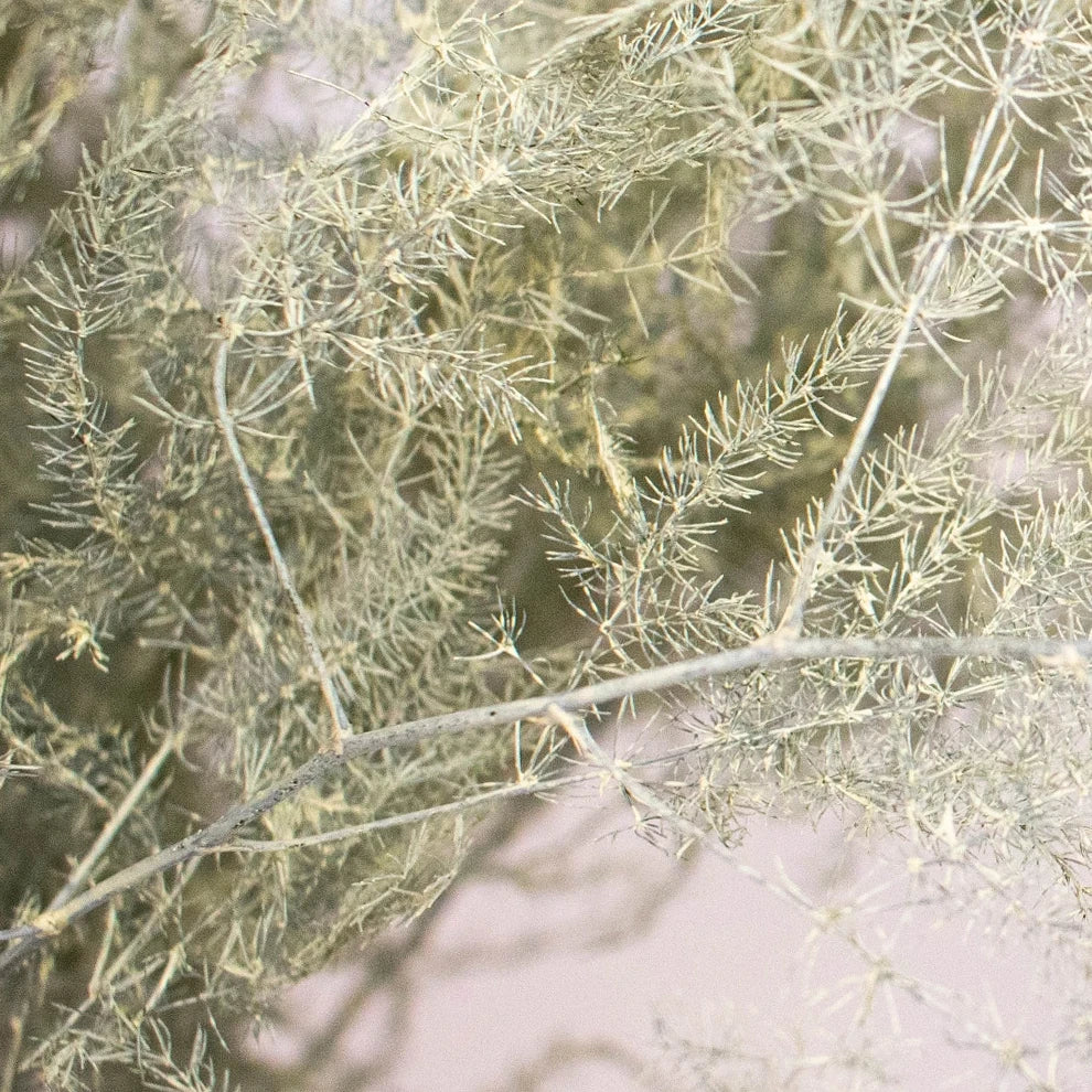 Asparagus Dried - alternative 2