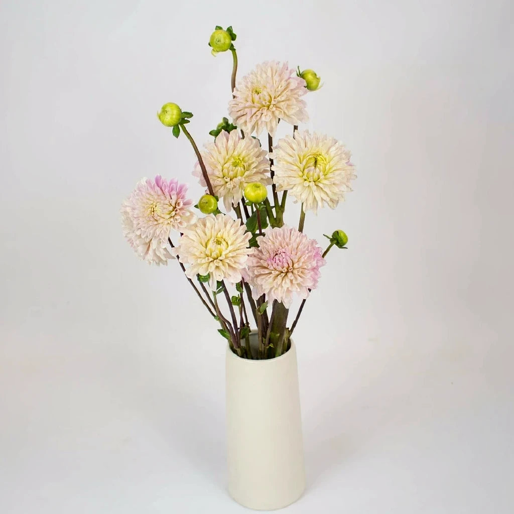 Cream Dahlias - main