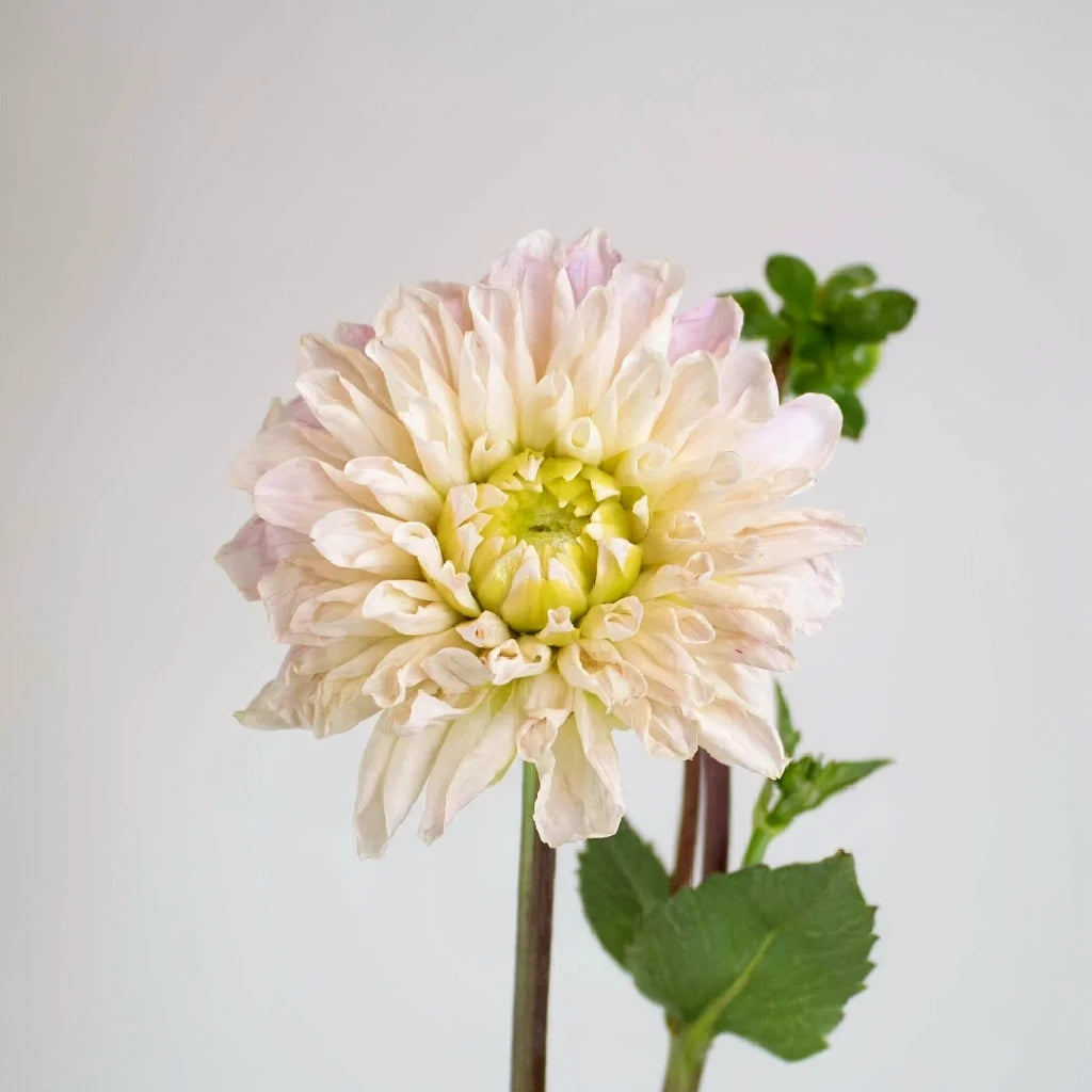 Sweet Nathalie Dahlias - alternative 2