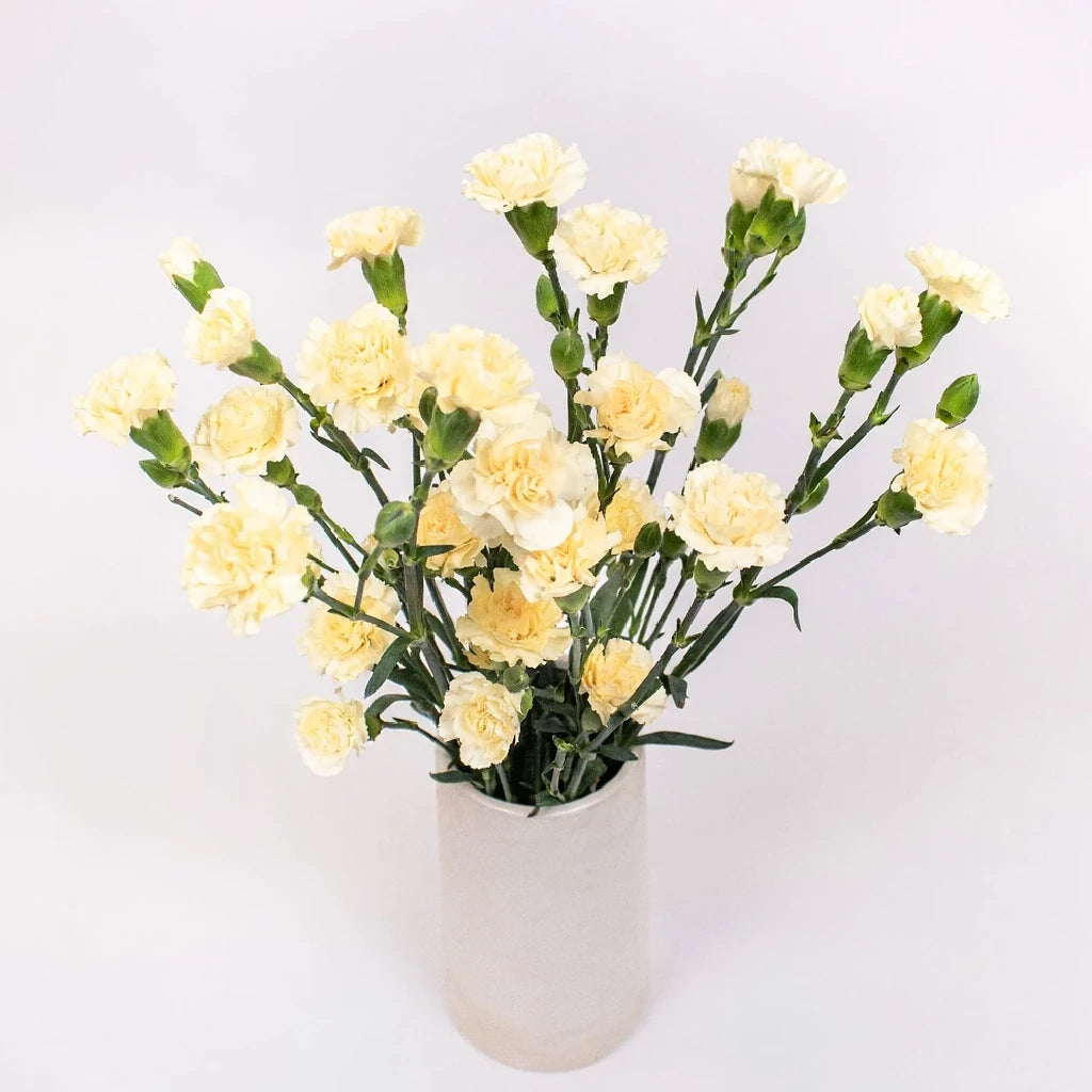 Cream Carnations - main
