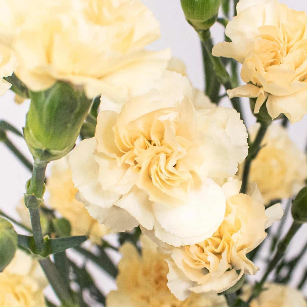 Cream Carnations - alternative 2