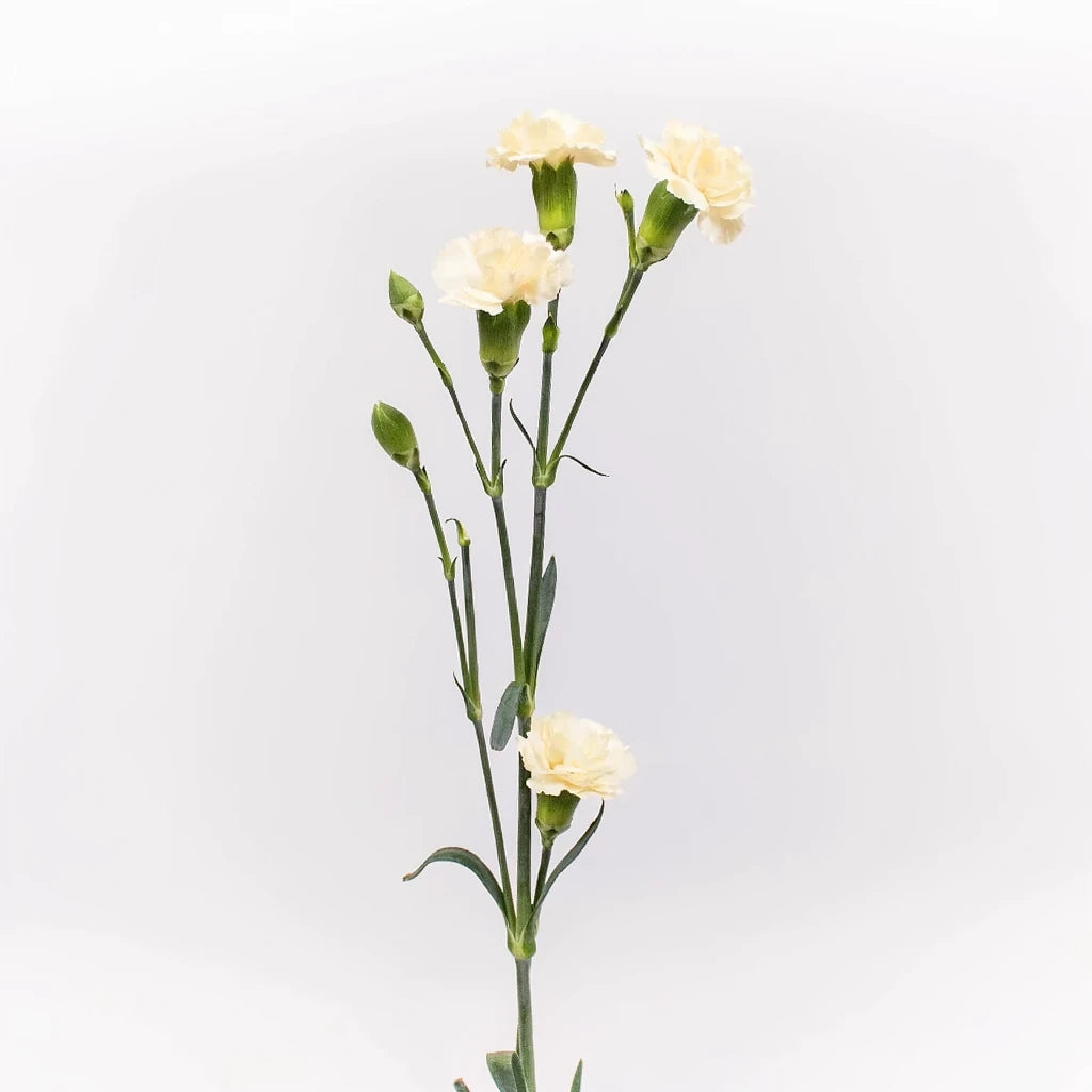Cream Carnations - alternative 1