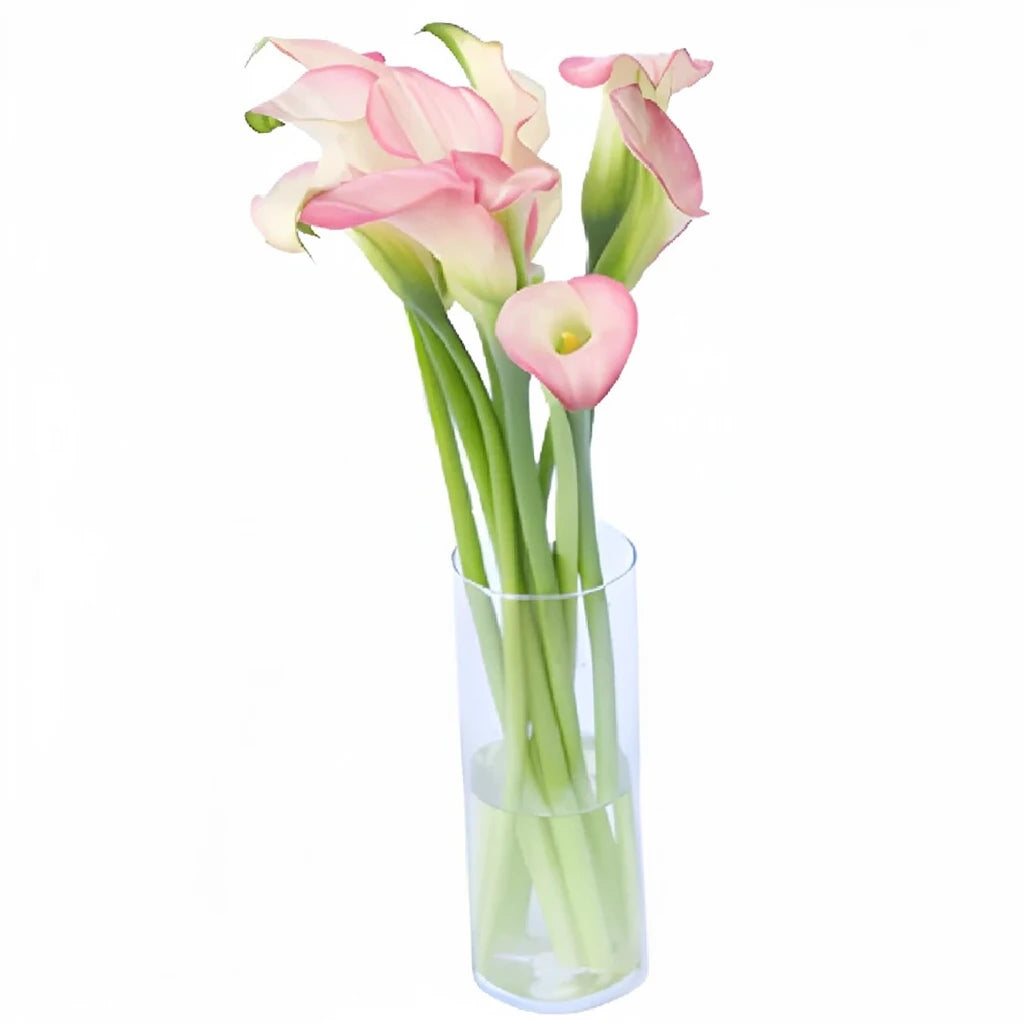 Strawberry Parfait Calla Lily Mini - alternative 4