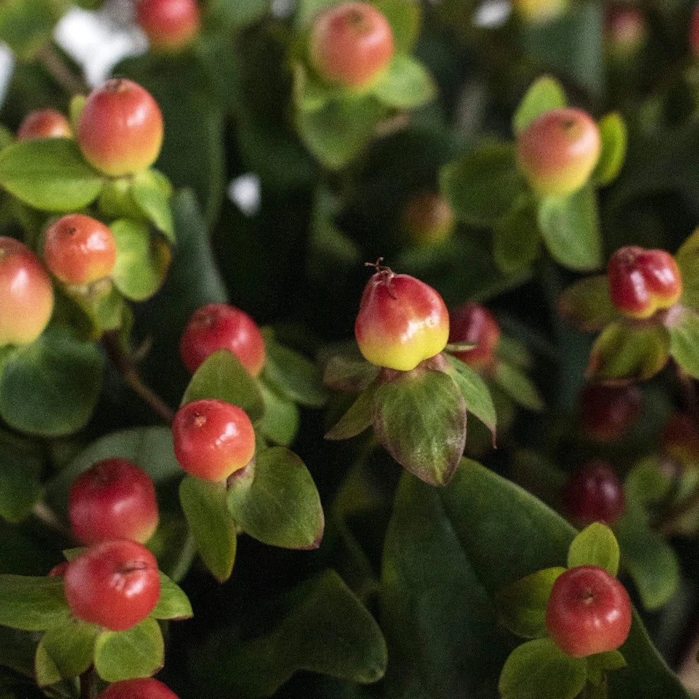 Hypericum Coral Berries - alternative 2