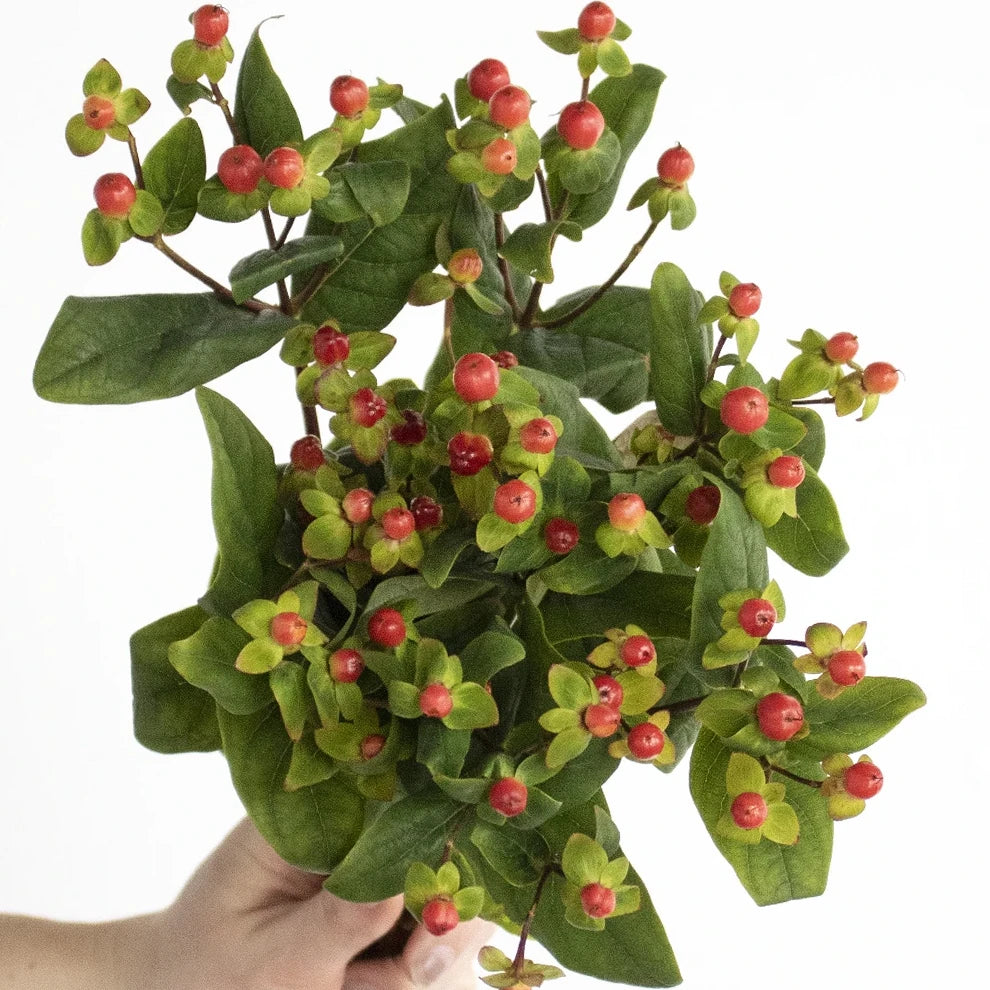 Hypericum Coral Berries - alternative 3