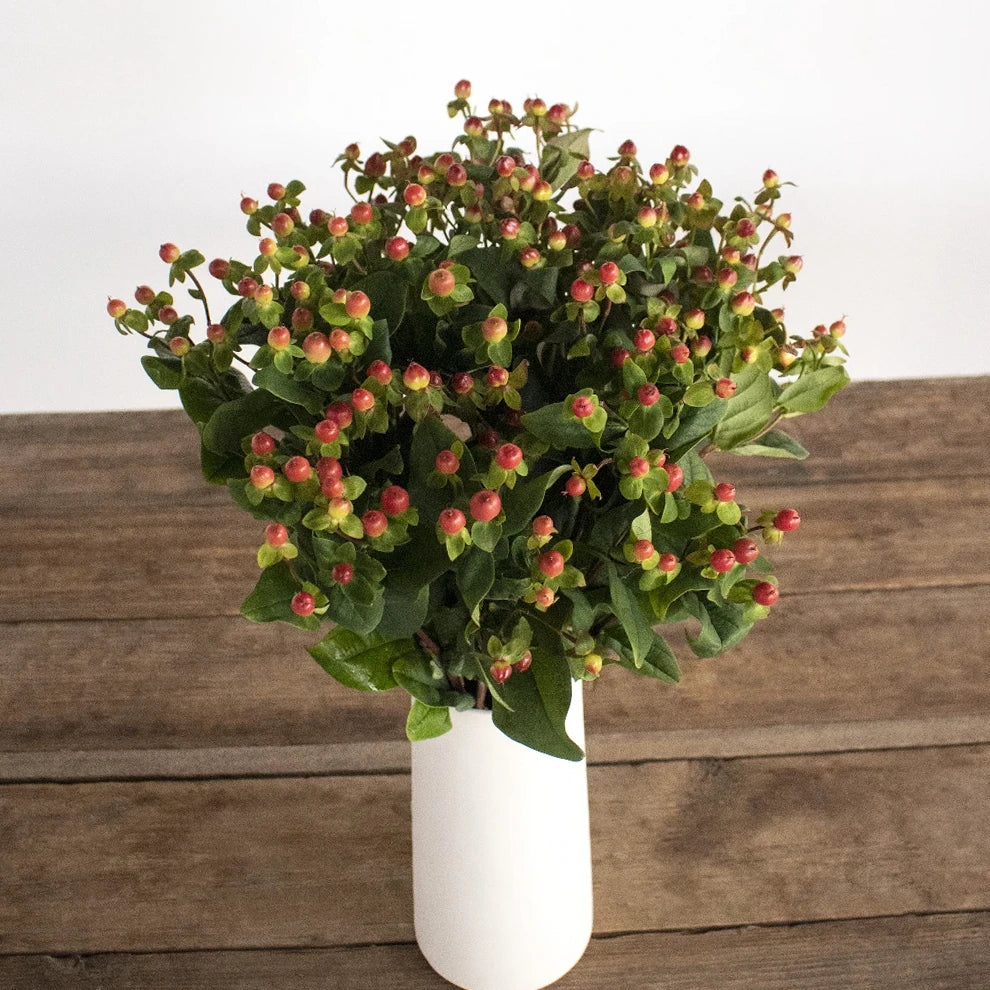 Hypericum Coral Berries - alternative 1