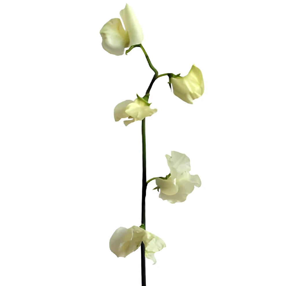 Cream Lilies Oriental - alternative 1