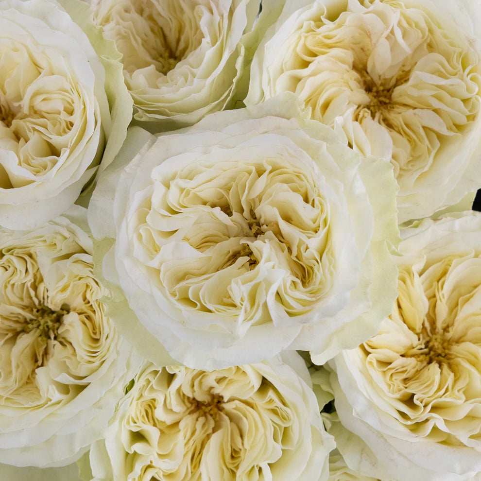 Mayra's Cream Roses Garden - alternative 2