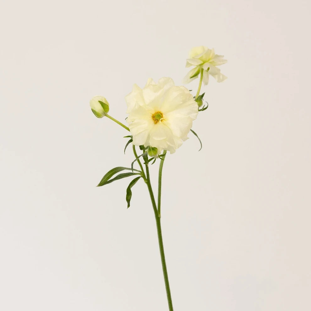 Graces Butterfly Ranunculus - main