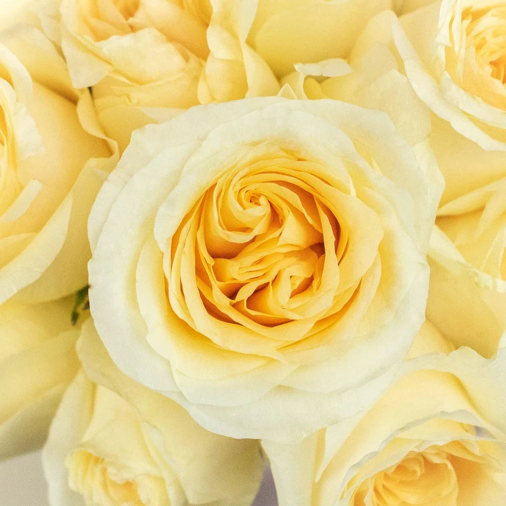 Creme De La Creme Roses Standard - main