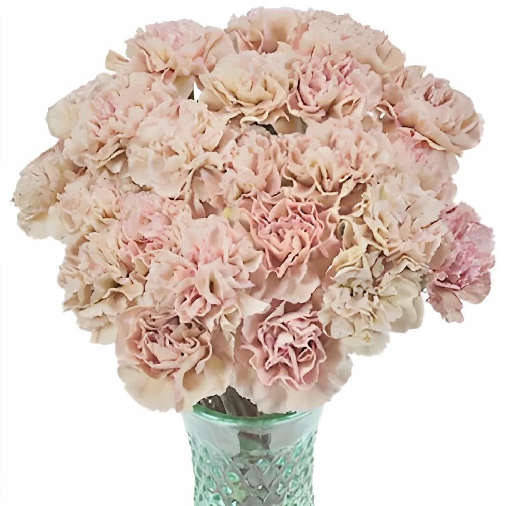 Creola Carnations - alternative 2