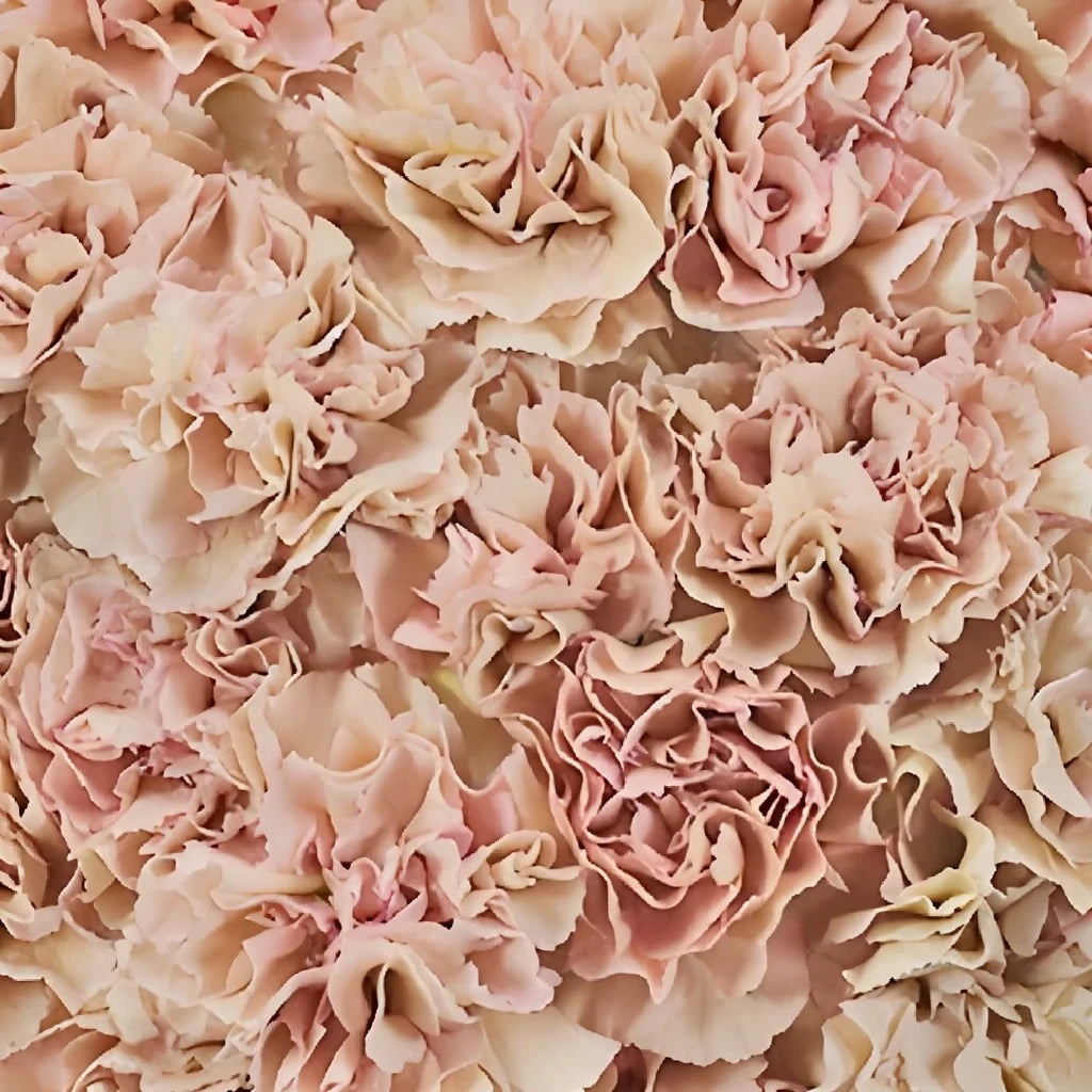 Creola Carnations - alternative 3